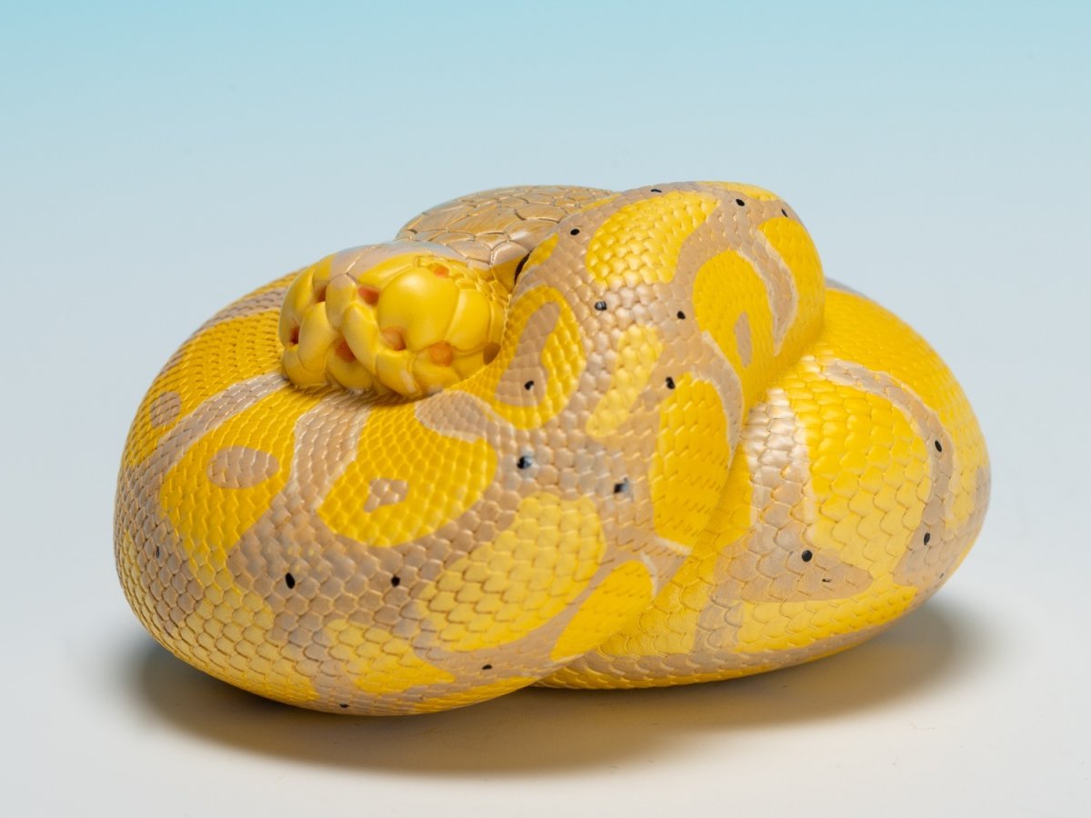 画像6: ボールニシキヘビ（バナナ） (6)