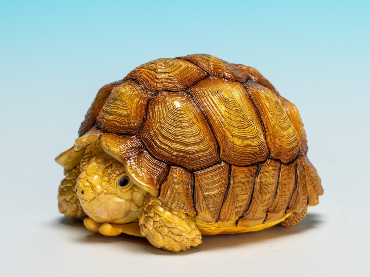 画像6: ケヅメガメ（オス） (6)