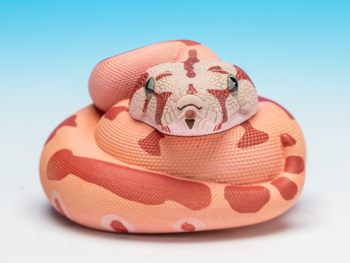 画像2: コロンビアボアコンストリクター (2)