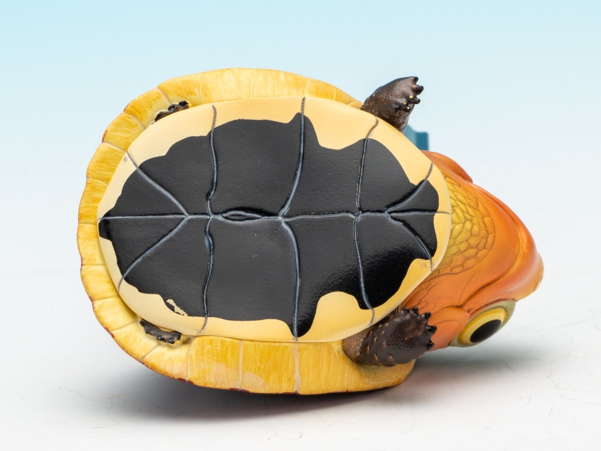 画像9: セマルハコガメ（五周年記念） (9)