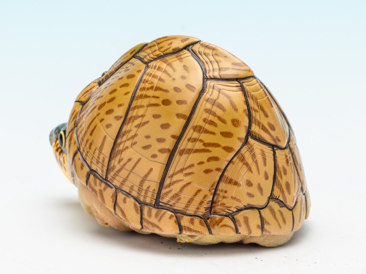 画像6: カブトニオイガメ (6)