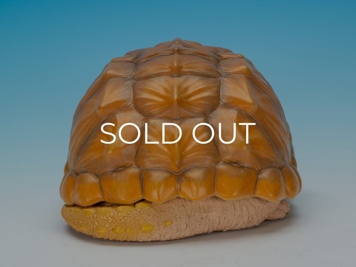 画像4: ワニガメ（PLUS版） (4)