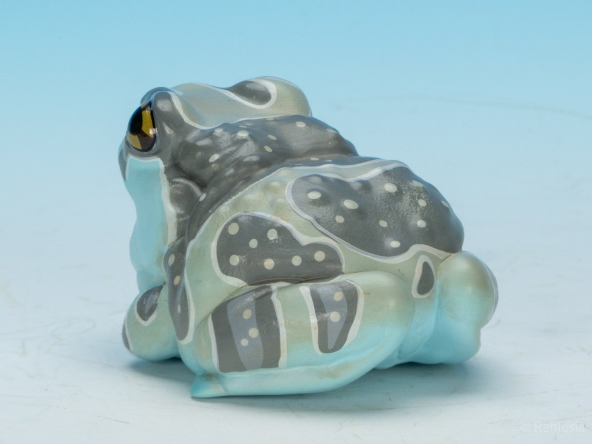 画像6: ジュウジメドクアマガエル (6)