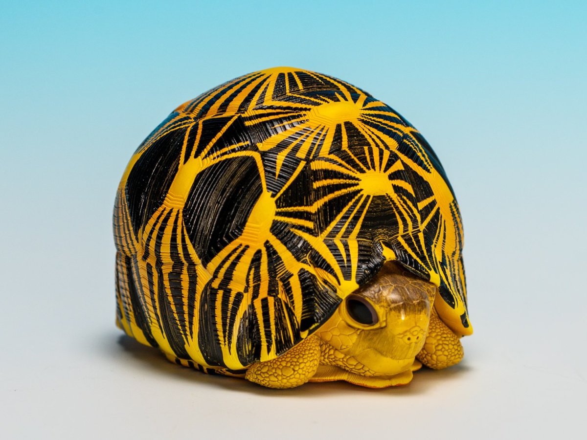 画像6: ホウシャガメ　PLUS (6)