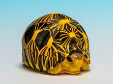 画像6: ホウシャガメ　PLUS (6)