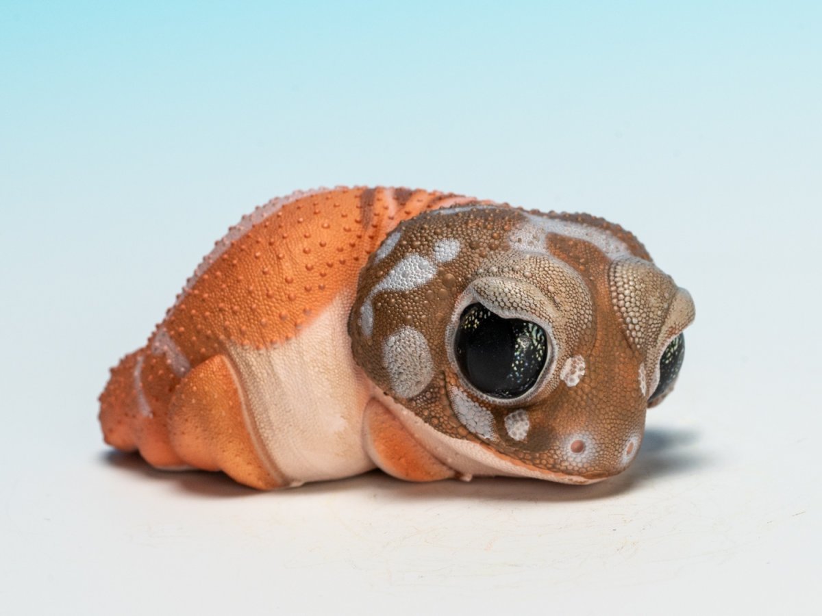 画像9: タマオヤモリ（普通） (9)