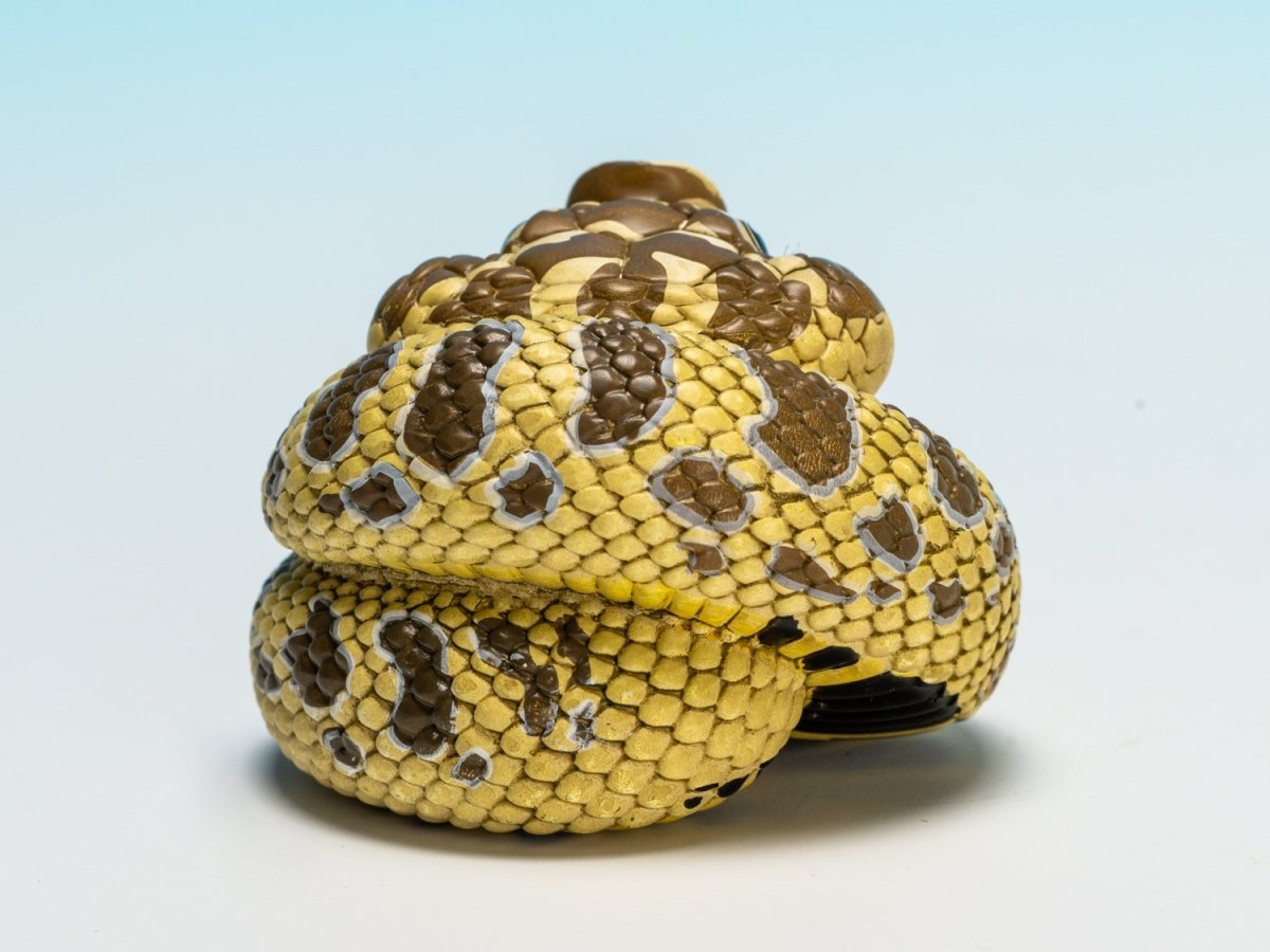 画像5: セイブシシバナヘビ（オリジナル） (5)