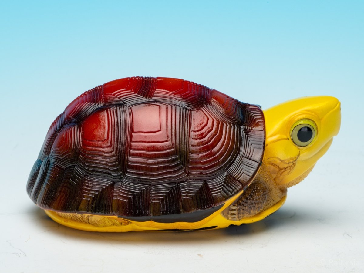 画像3: コガネハコガメ (3)