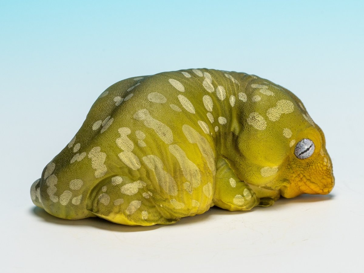 画像3: ツギオミカドヤモリ（パイン） (3)