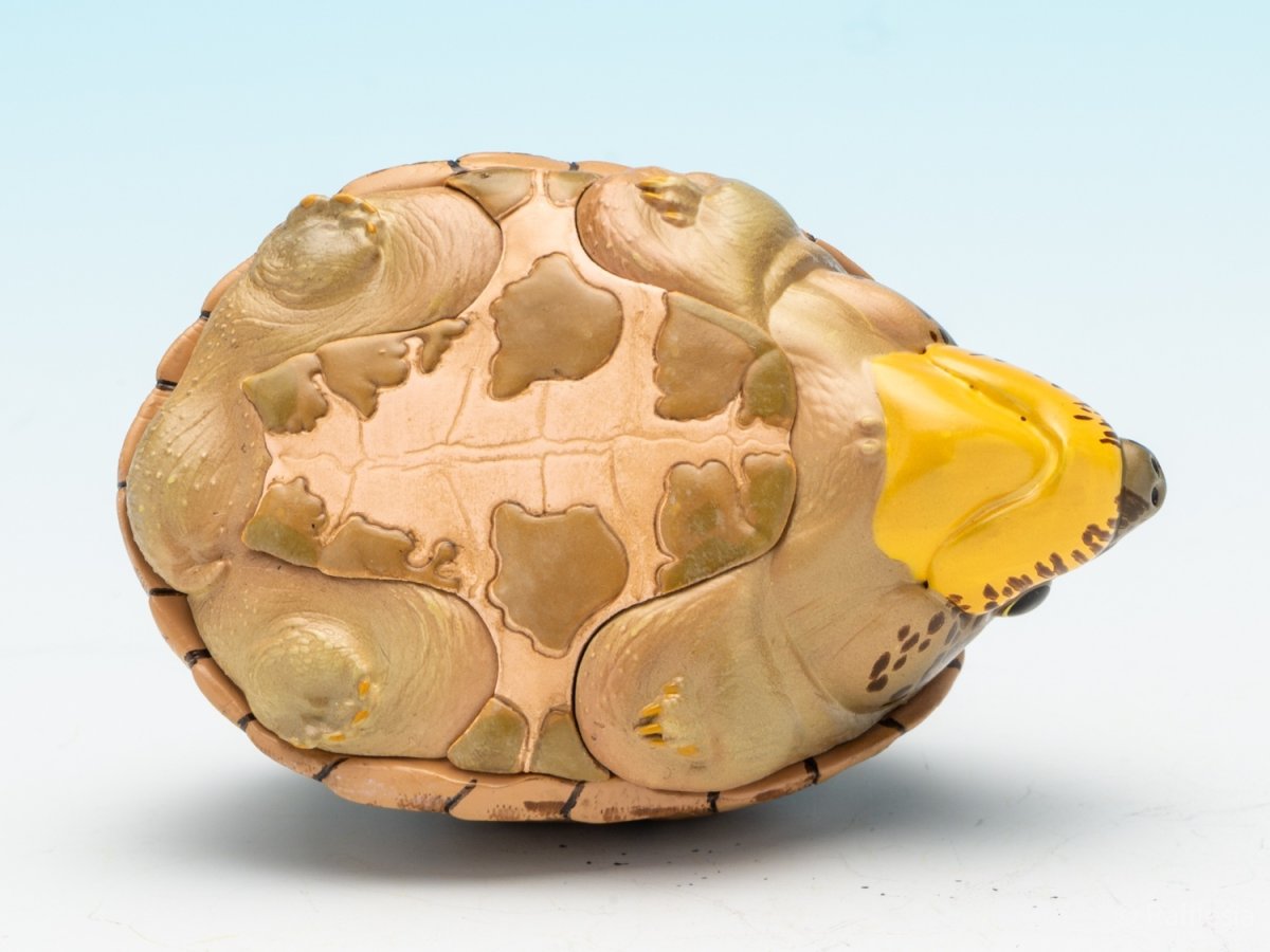 画像10: カブトニオイガメ (10)