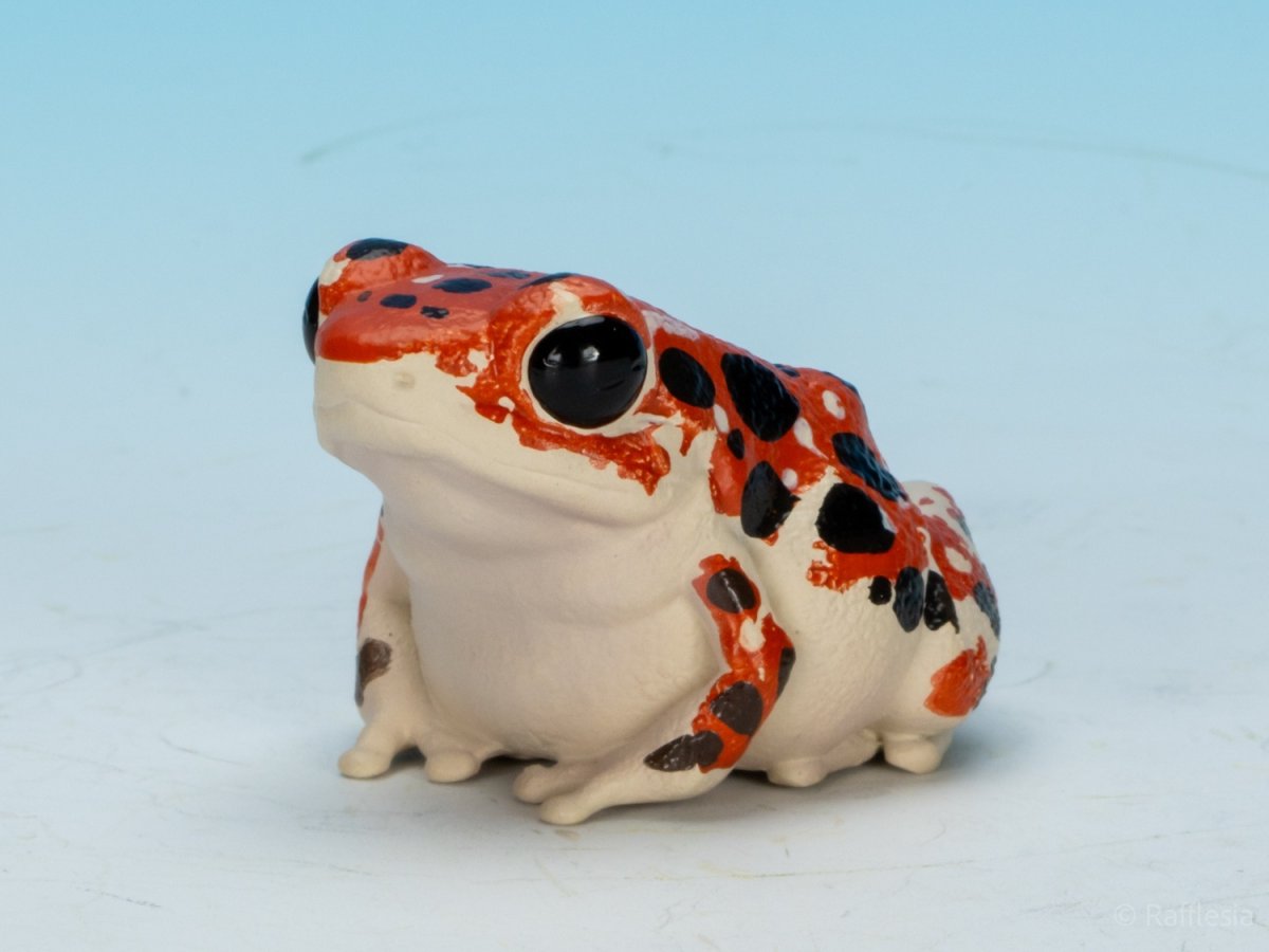 画像7: イチゴヤドクガエル (7)