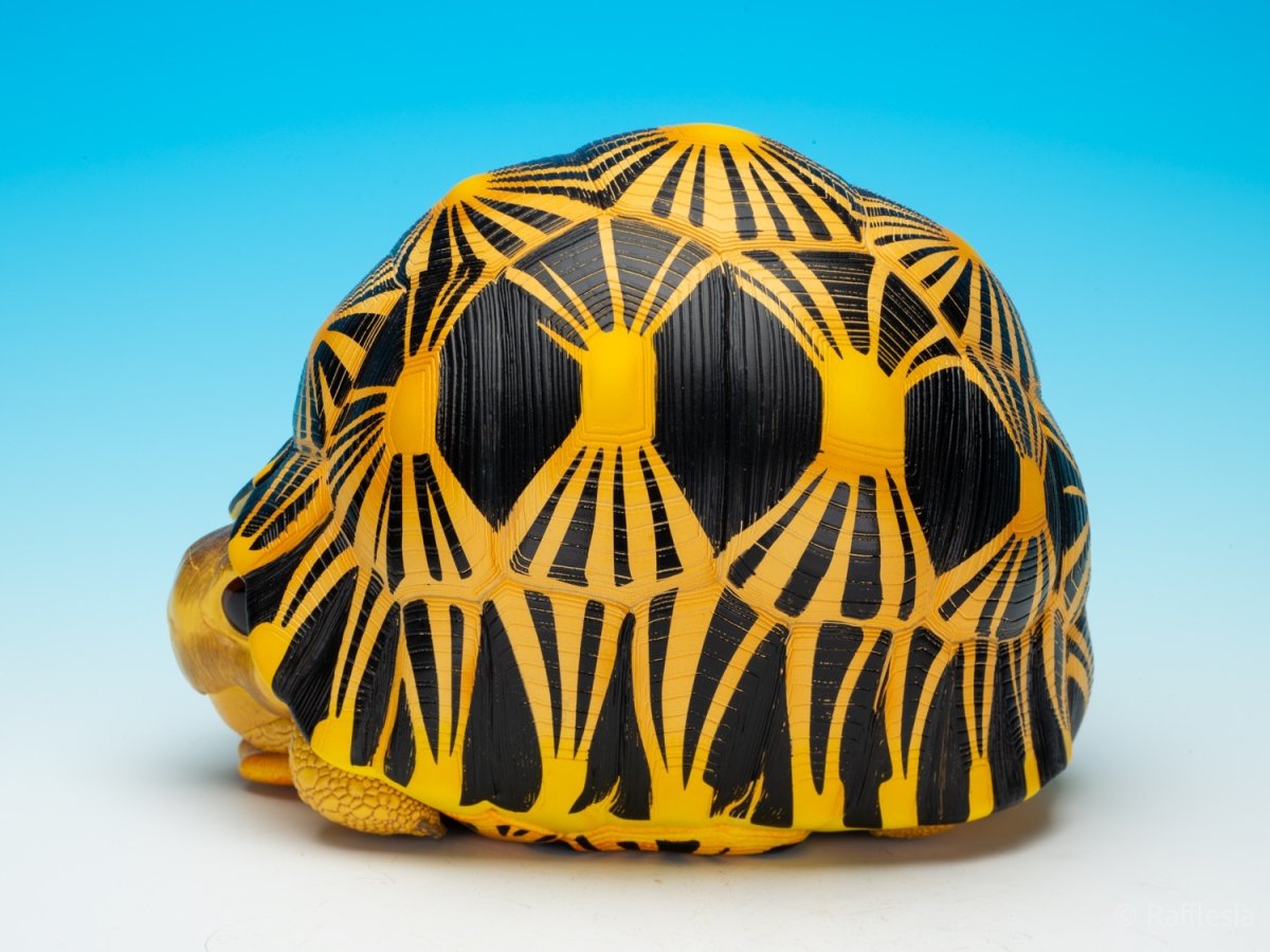 画像4: ホウシャガメ　PLUS (4)