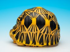 画像4: ホウシャガメ　PLUS (4)
