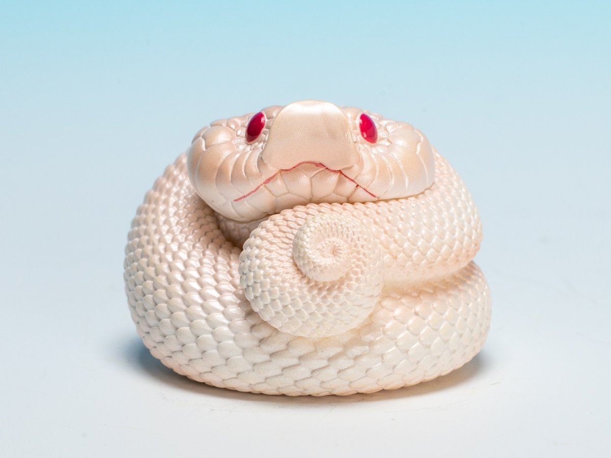 画像10: シシバナヘビ（スーパーホワイトカンダ） (10)