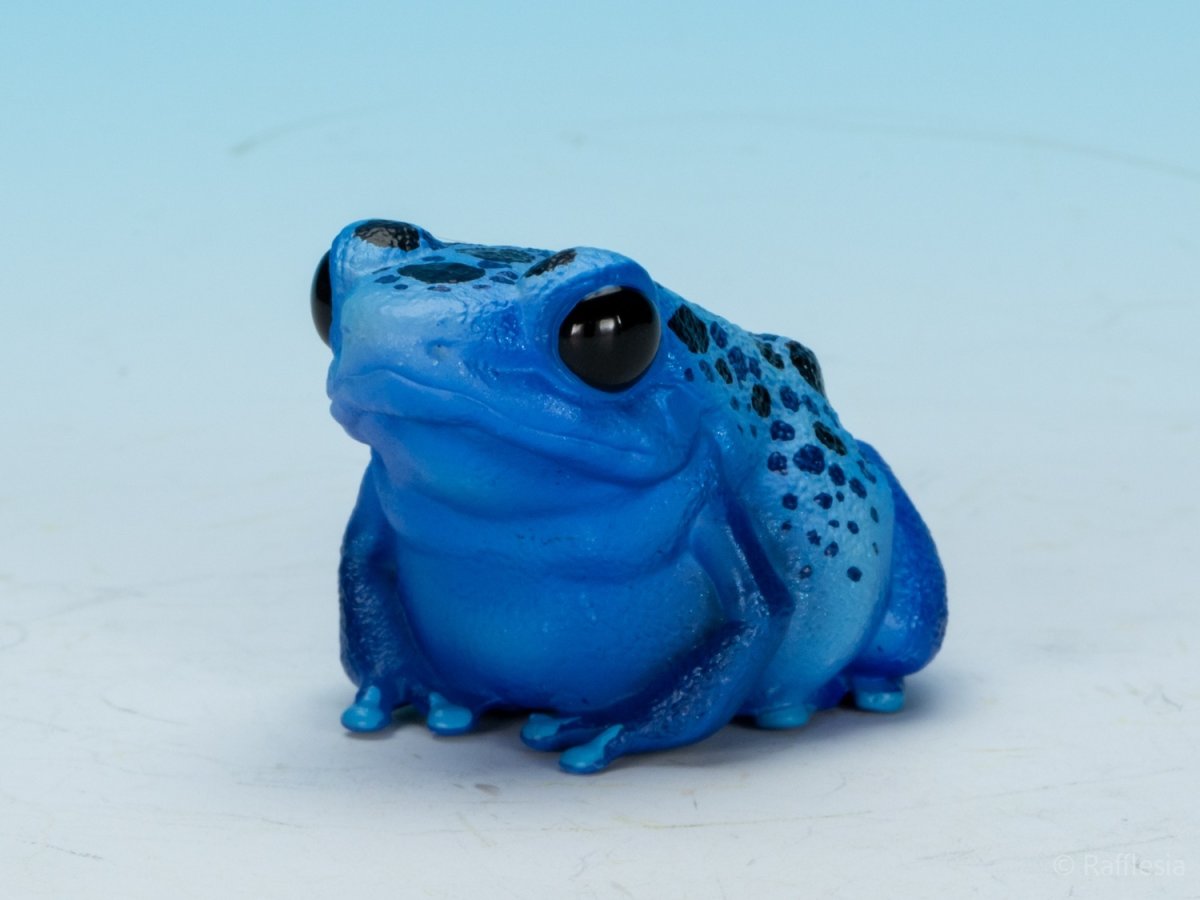 画像8: コバルトヤドクガエル (8)