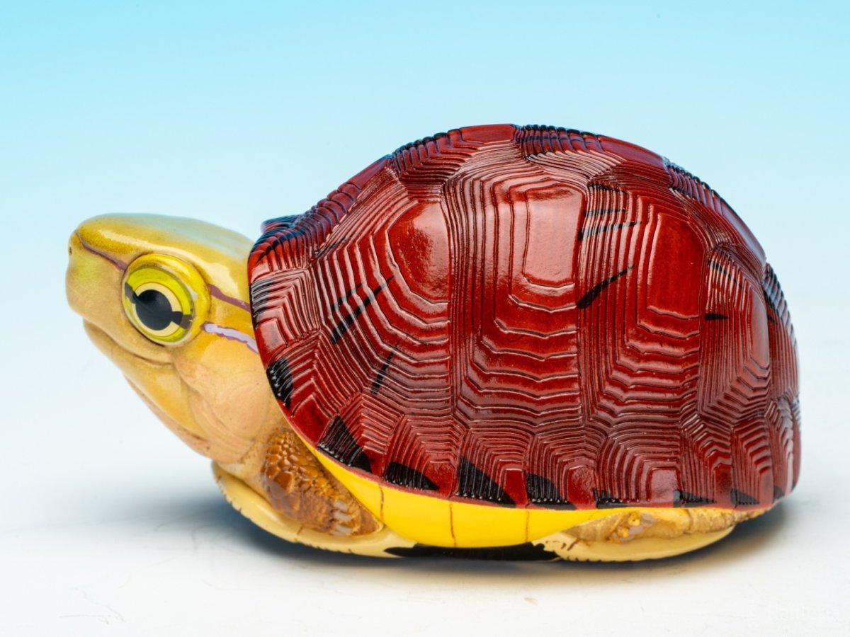 画像4: マコードハコガメ (4)