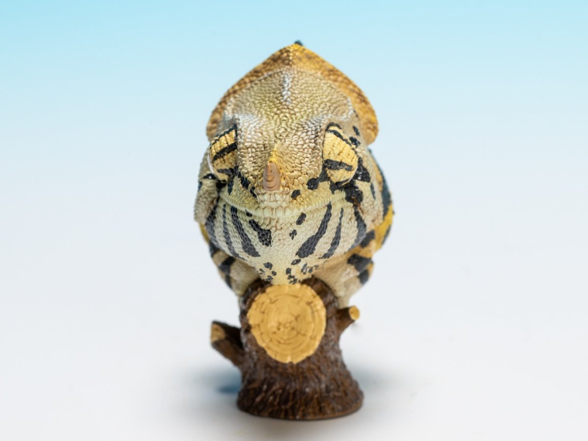 画像8: メラーカメレオン (8)