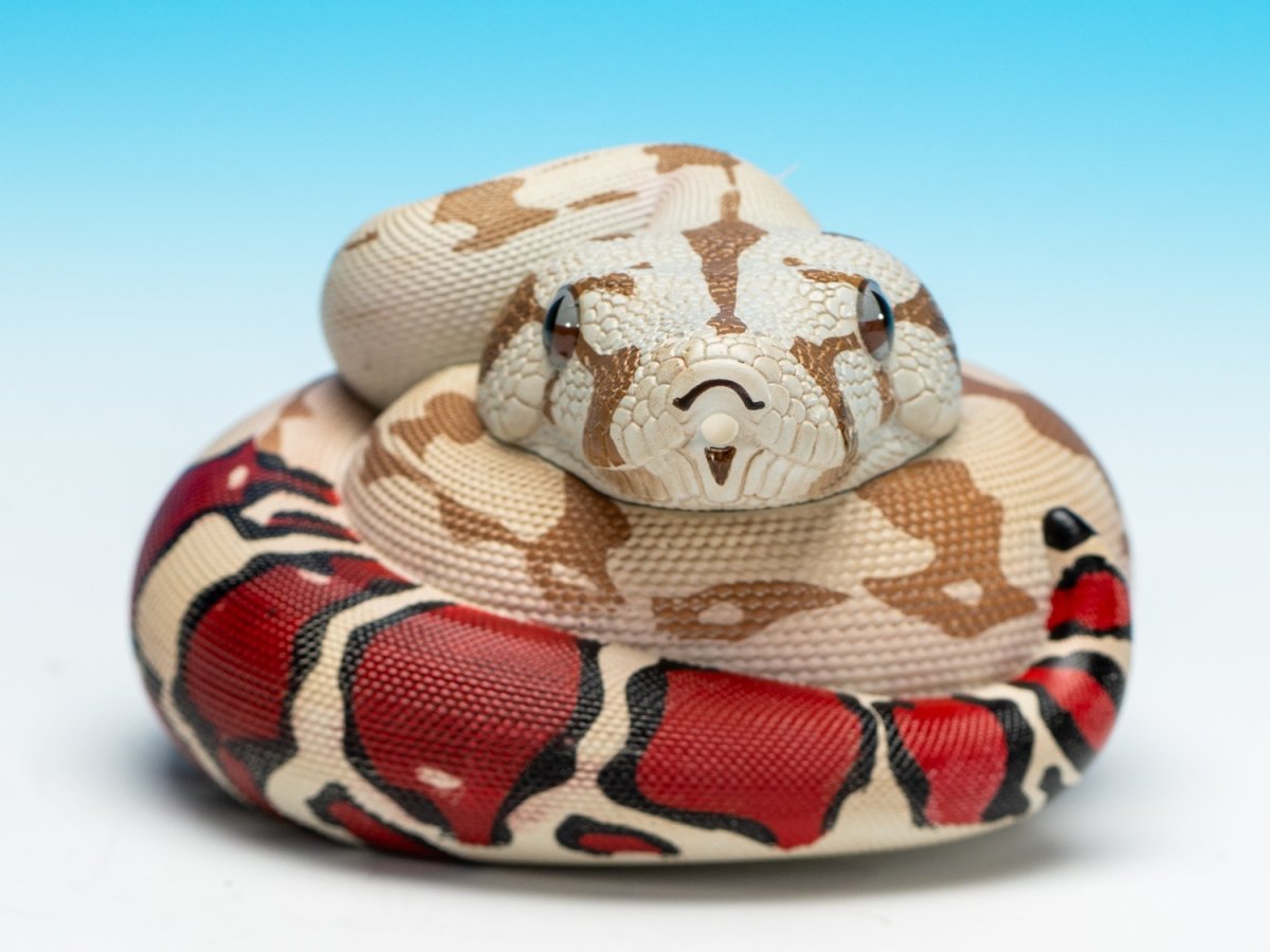 画像8: ガイアナボアコンストリクター (8)