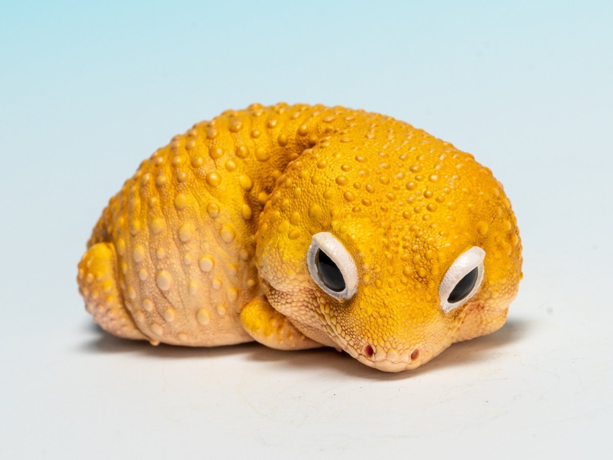 画像9: ヒョウモントカゲモドキ（蜜柑） (9)