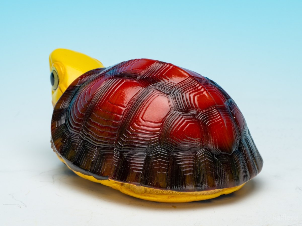 画像7: コガネハコガメ (7)