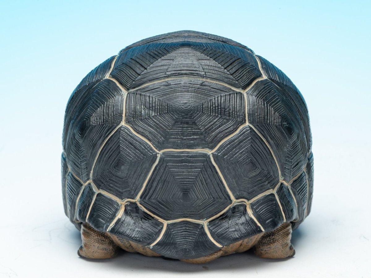 画像6: アルダブラゾウガメ (6)