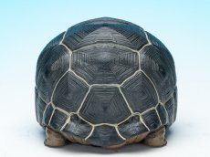画像6: アルダブラゾウガメ (6)