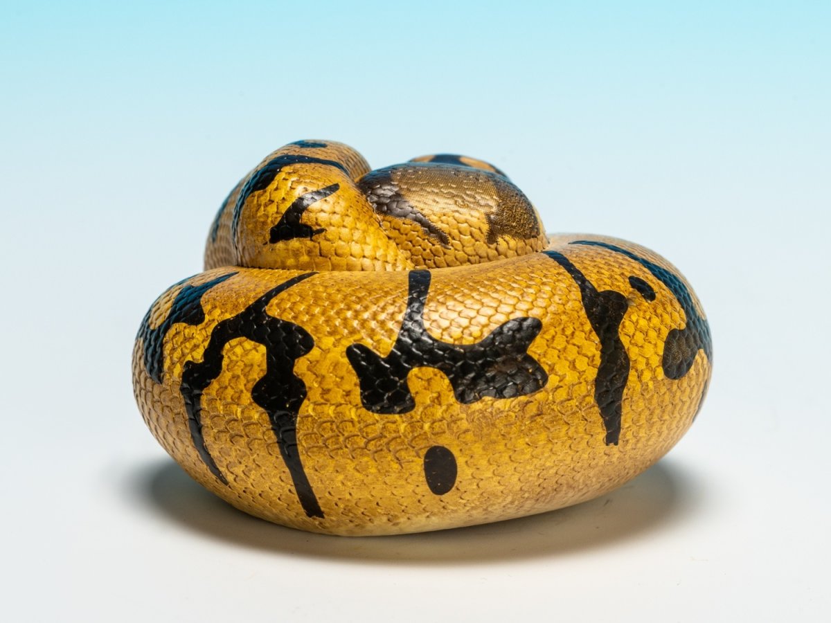 画像3: ボールニシキヘビ（エンチ）【動画あり】 (3)