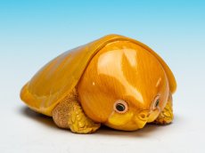 画像2: オオアタマガメ (2)
