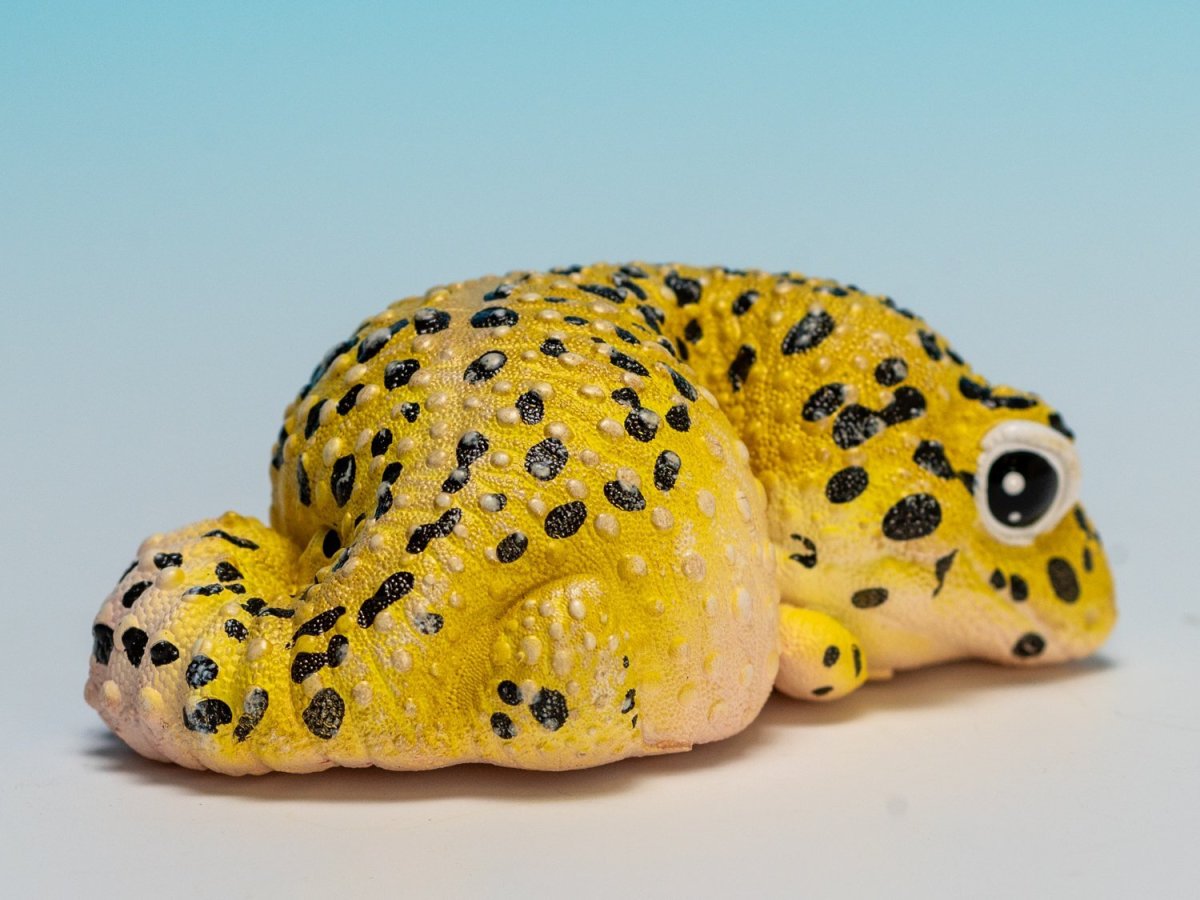 画像2: ヒョウモントカゲモドキ（オリジナル） (2)