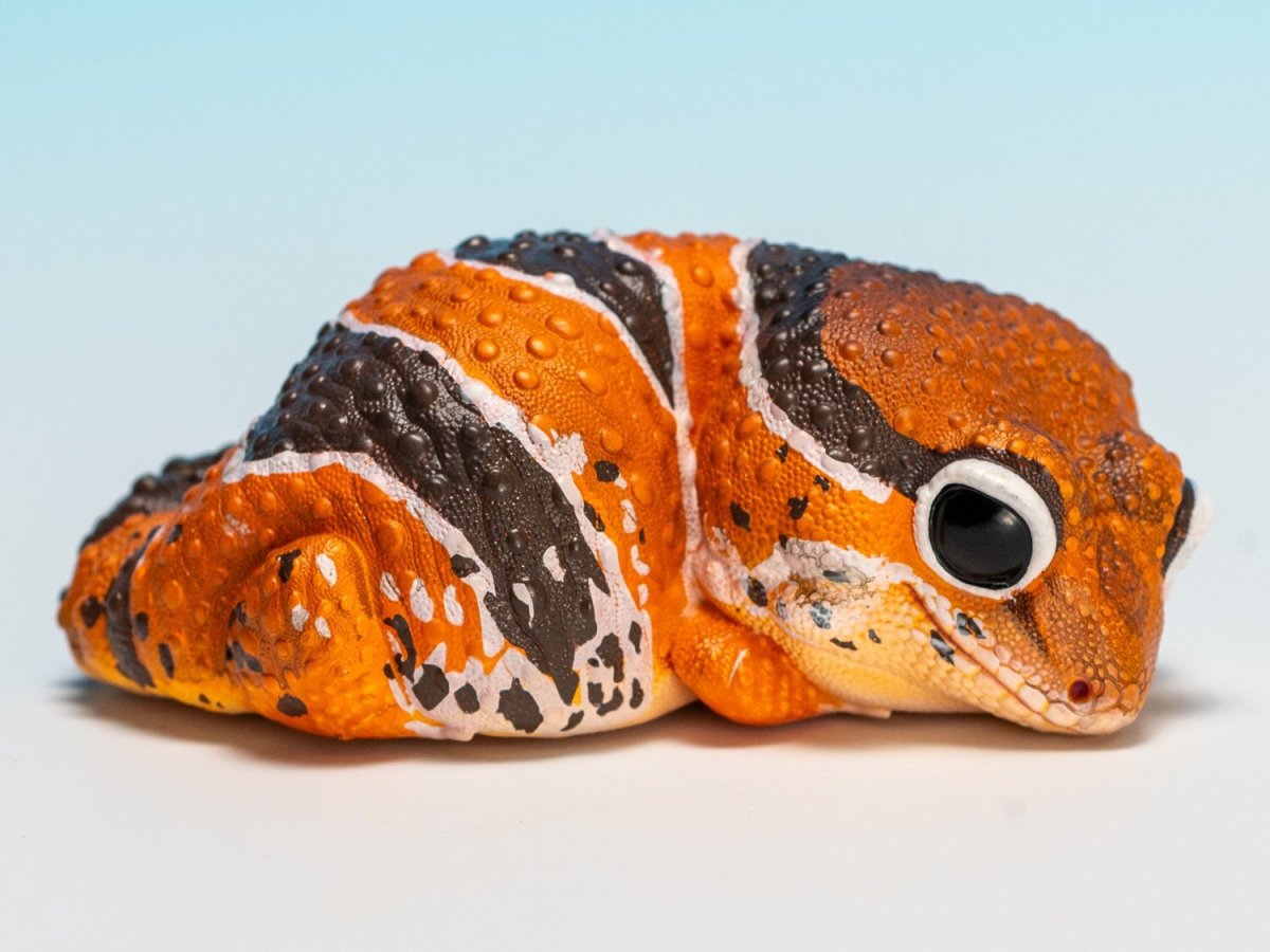 画像1: ニシアフリカトカゲモドキ（日本限定） (1)