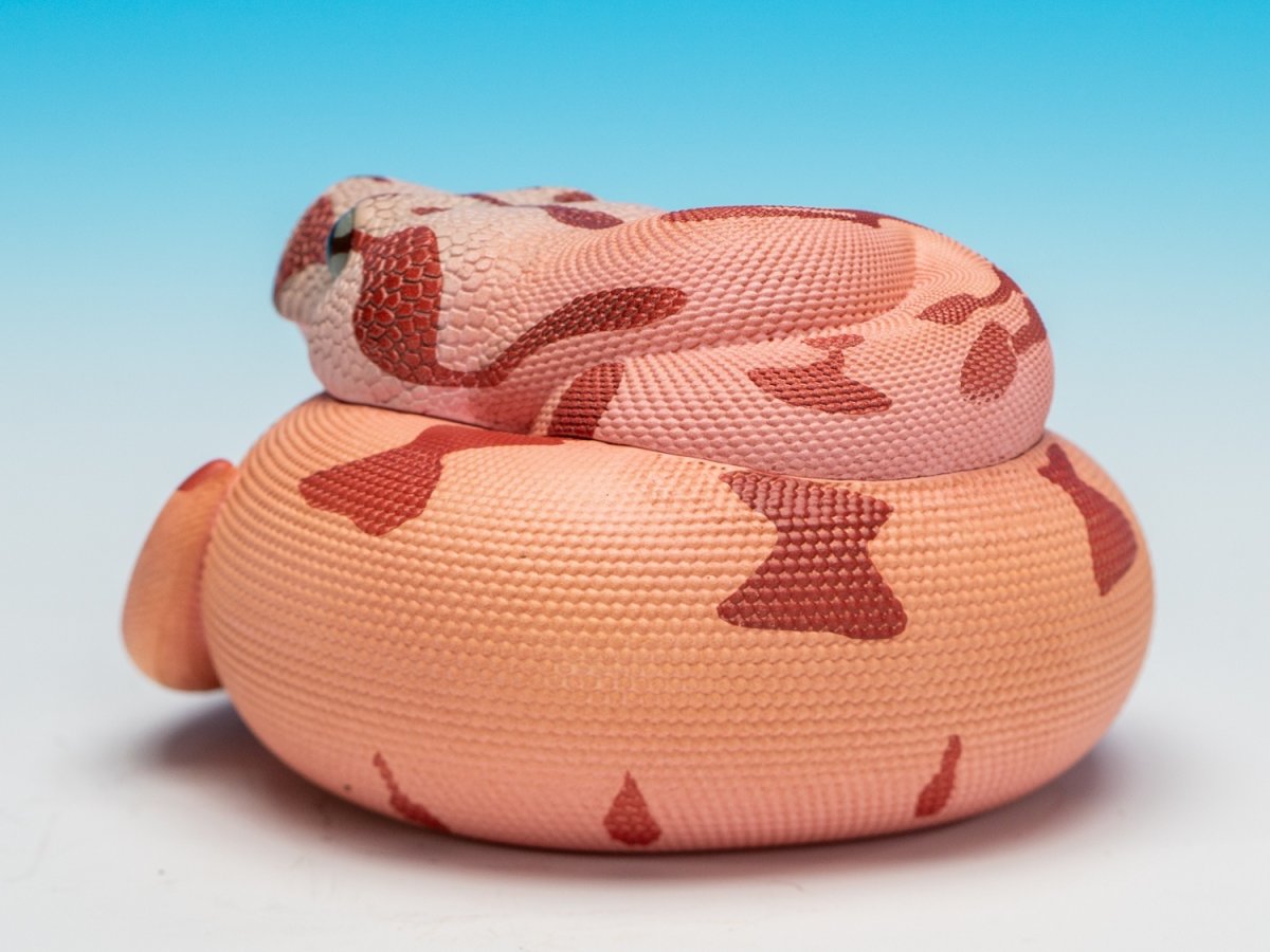 画像5: コロンビアボアコンストリクター (5)