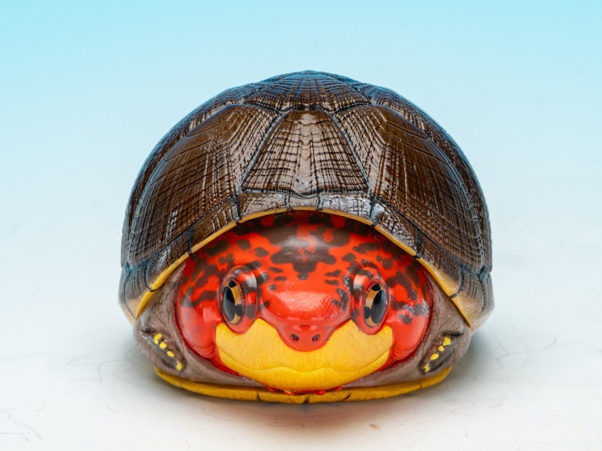 画像2: ホオアカドロガメ (2)