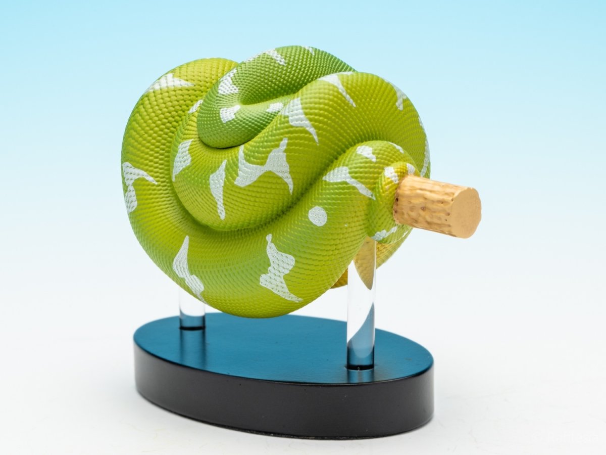 画像7: エメラルドツリーボア (7)