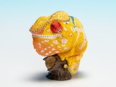 画像6: カメレオン（ミツィウ） (6)