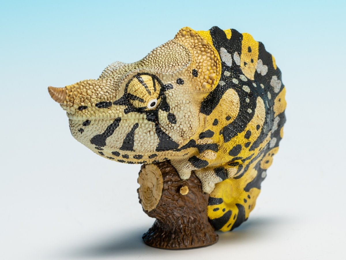 画像7: メラーカメレオン (7)