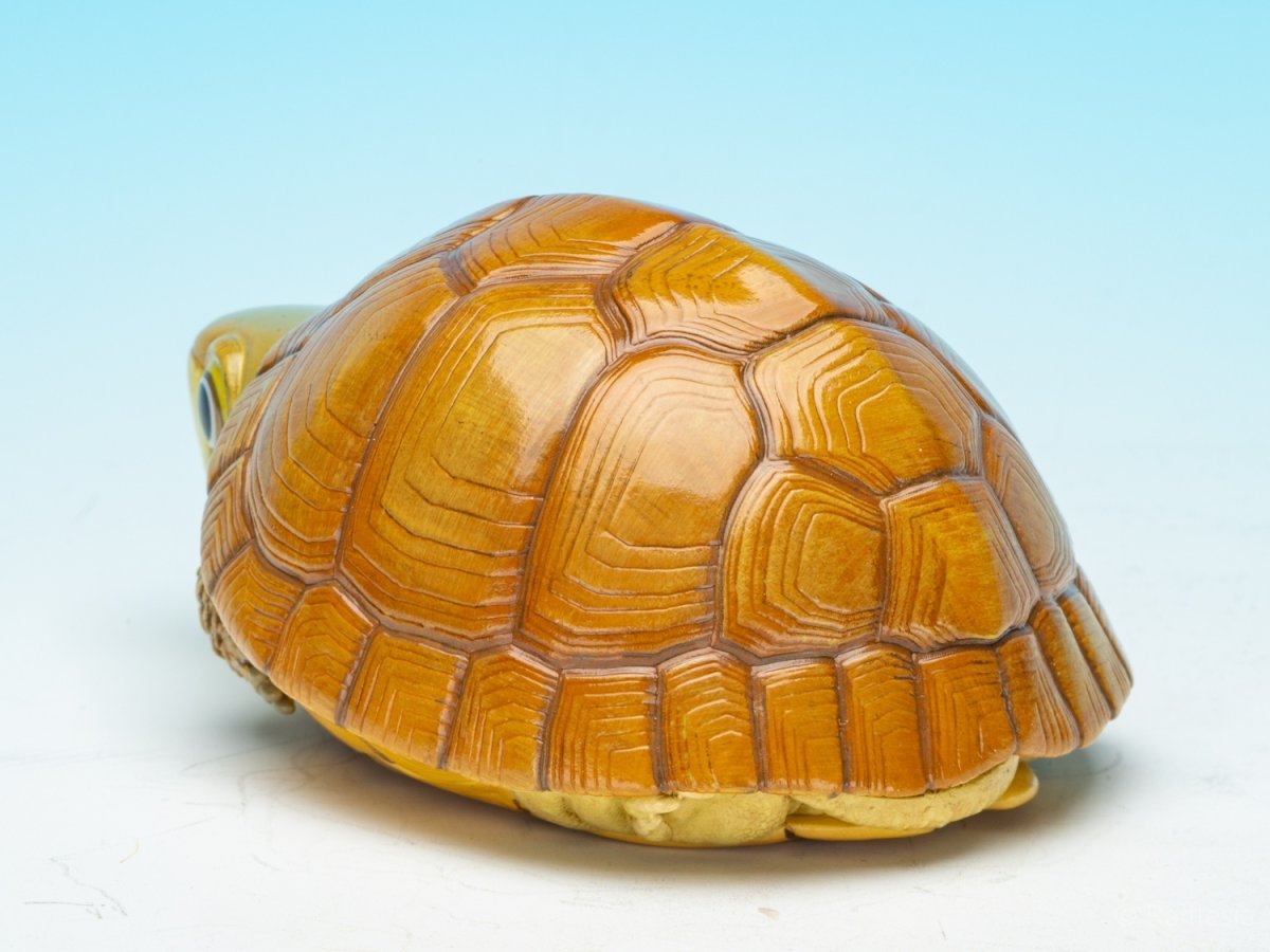 画像6: タイリクイシガメ (6)