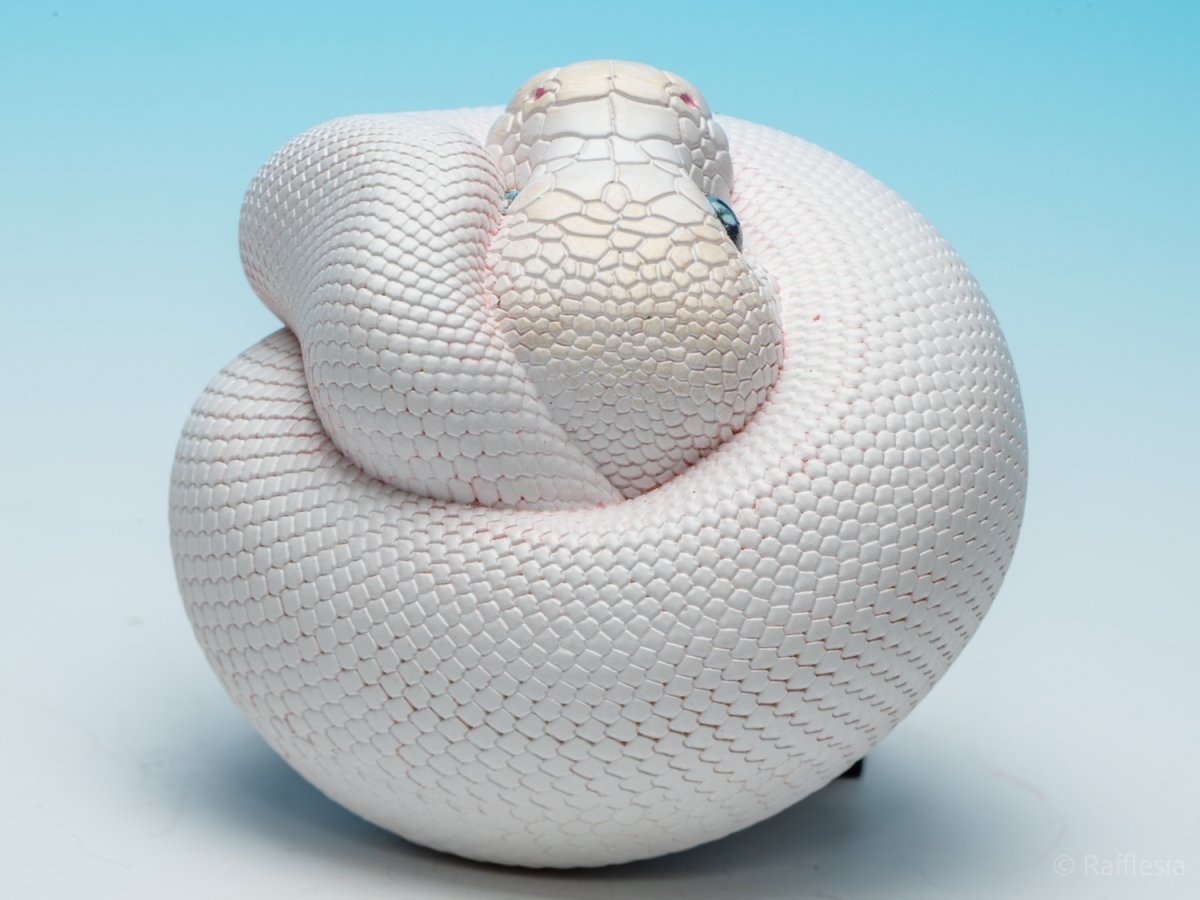 画像7: ボールニシキヘビ（リューシ）【動画あり】 (7)