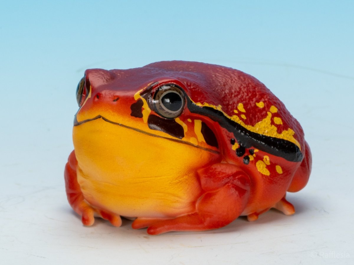 画像7: アカトマトガエル (7)