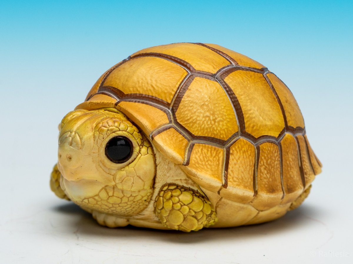 画像5: ケズメリクガメ（五周年記念） (5)