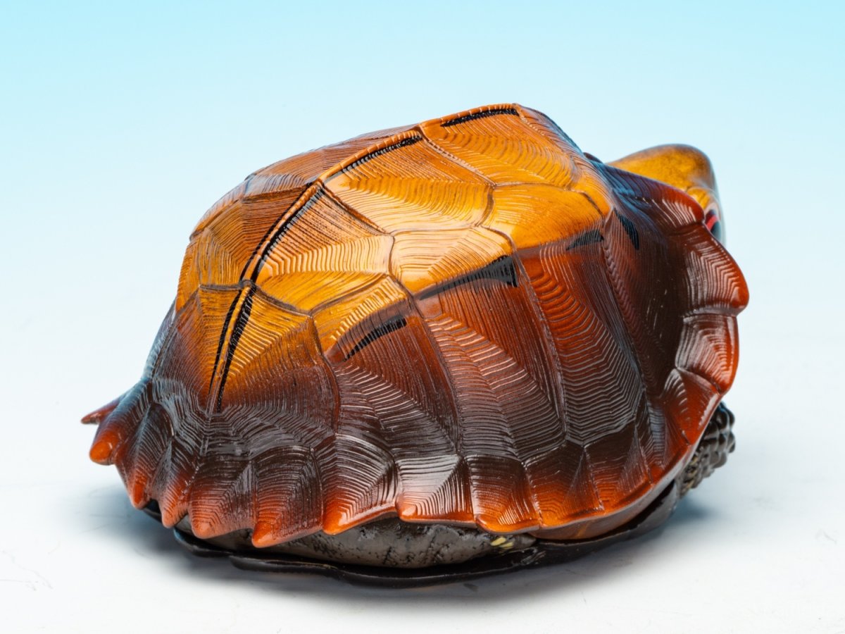 画像9: ヒラセガメ (9)