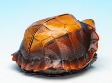 画像9: ヒラセガメ (9)