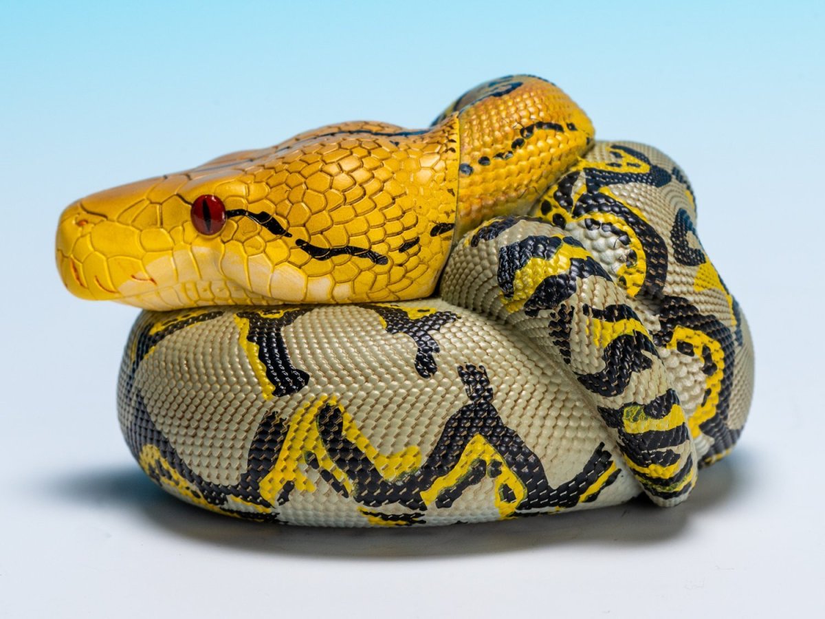 画像6: アミメニシキヘビ (6)