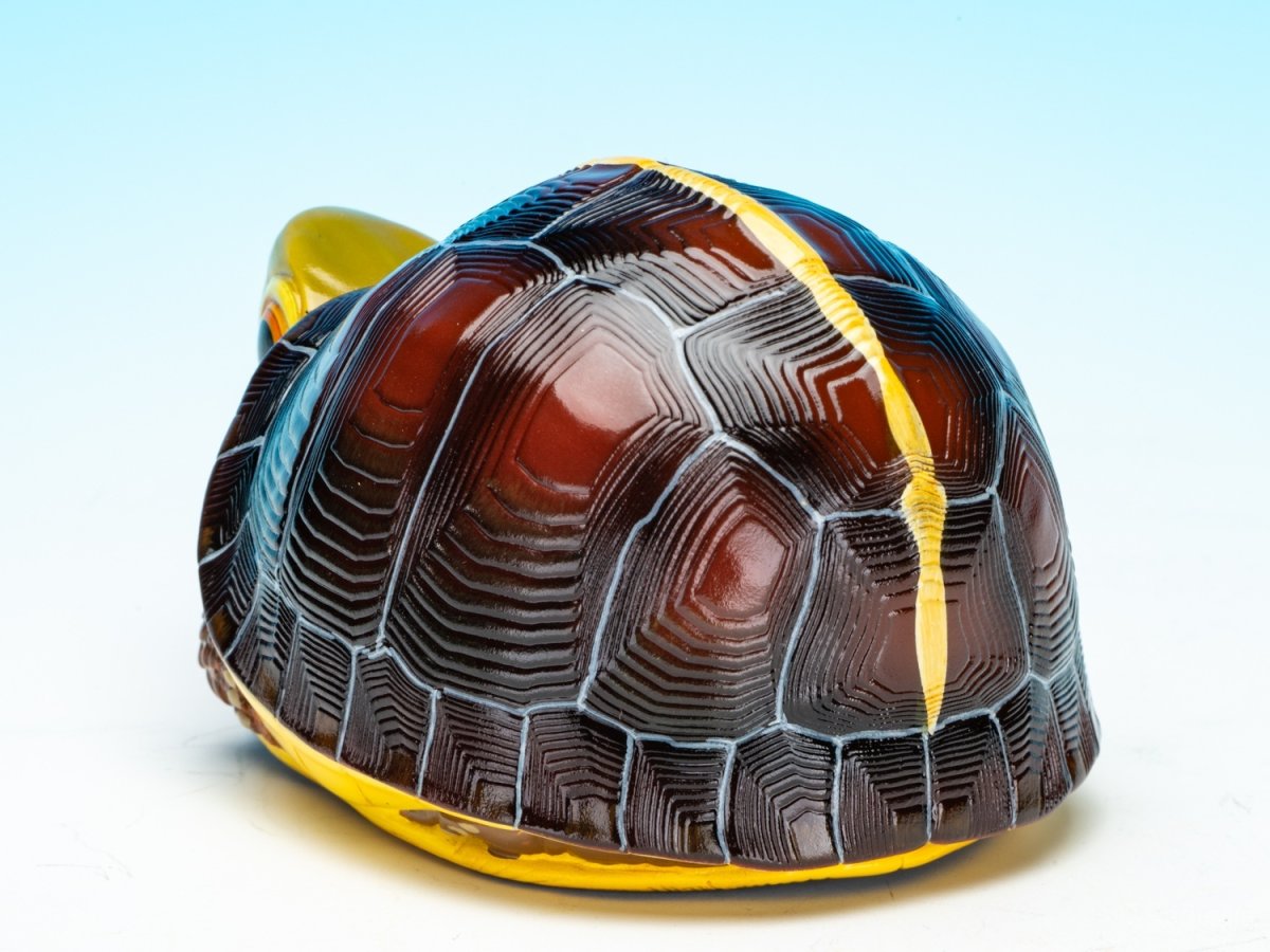 画像5: チュウゴクセマルハコガメ（安縁） (5)