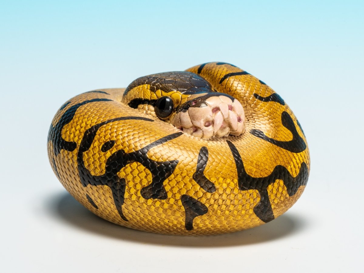 画像7: ボールニシキヘビ（エンチ）【動画あり】 (7)