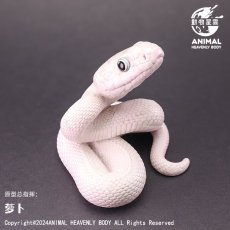 画像1: テキサスラットスネーク (1)