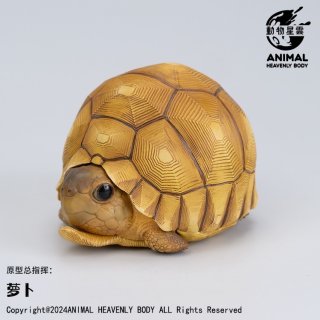 ユカタンハコガメ - アジアアロワナ専門店ラフレシア