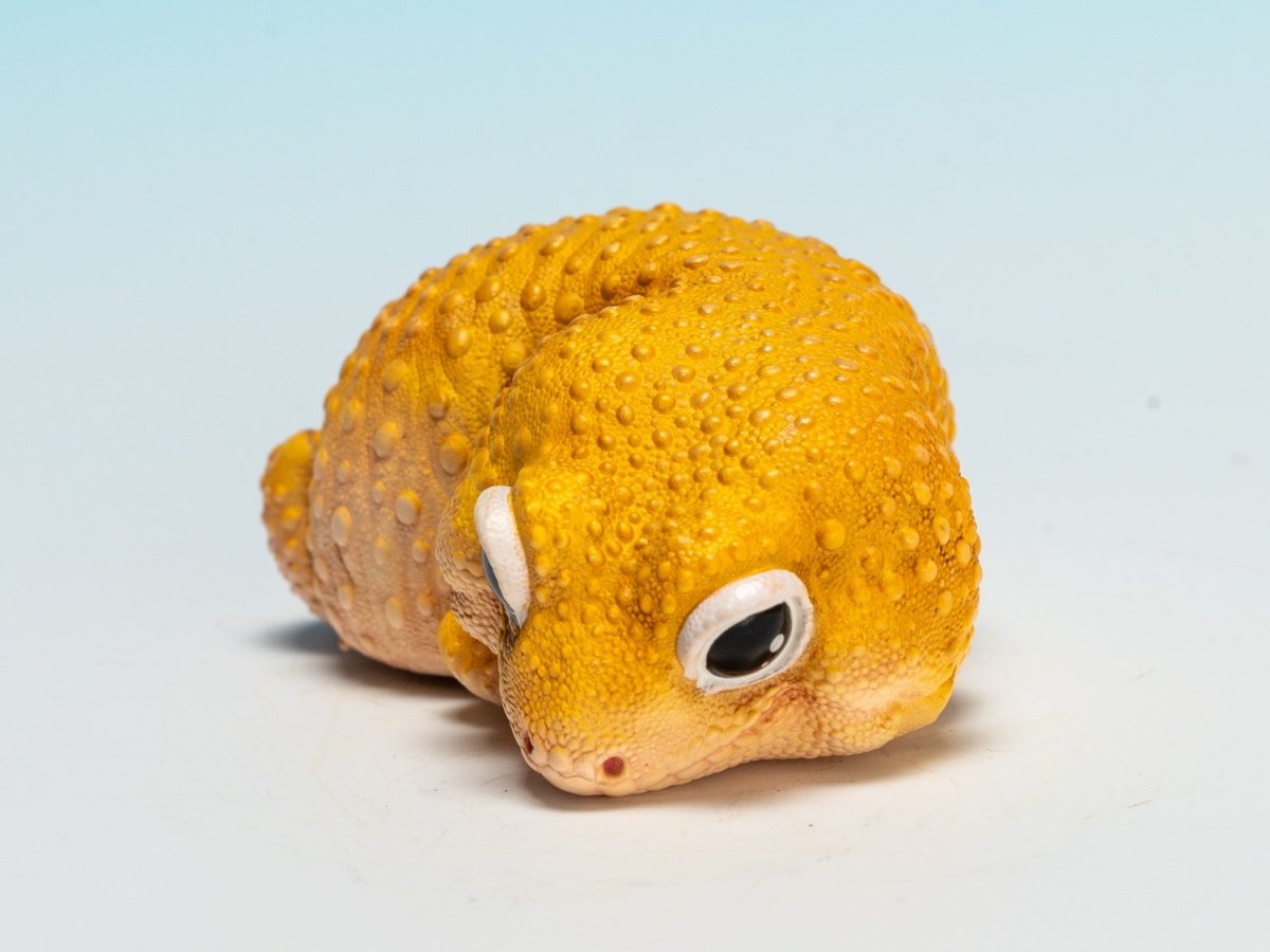 画像7: ヒョウモントカゲモドキ（蜜柑） (7)