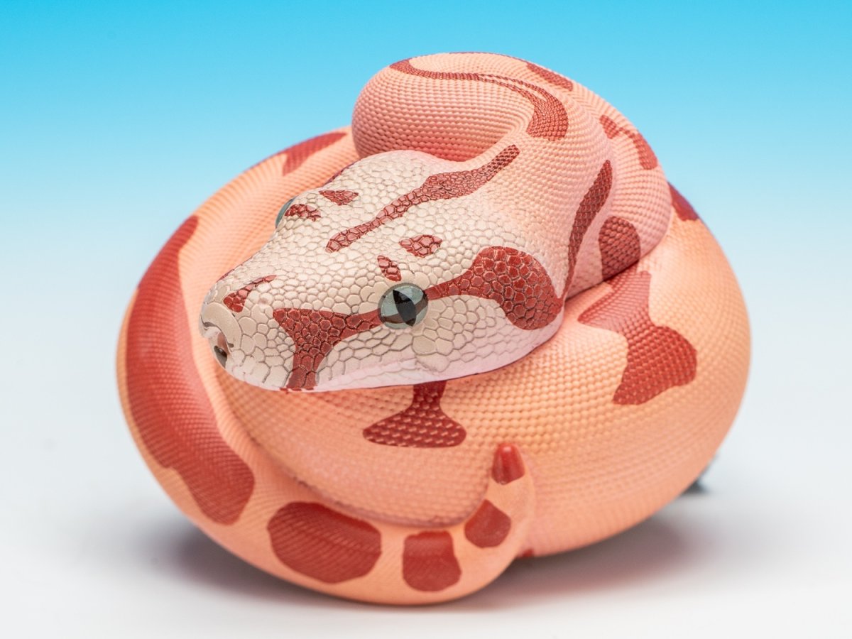 画像8: コロンビアボアコンストリクター (8)