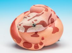 画像8: コロンビアボアコンストリクター (8)