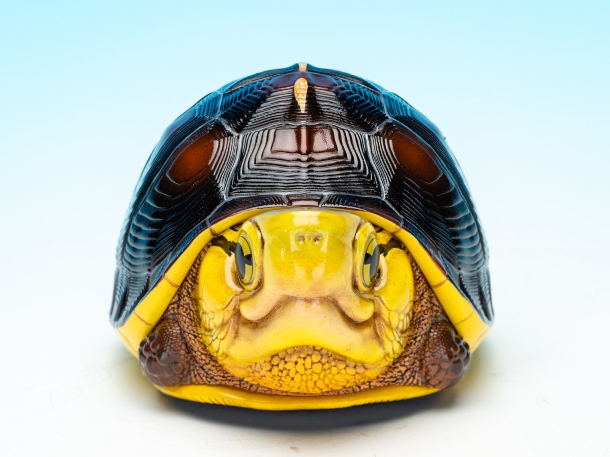 画像2: チュウゴクセマルハコガメ（台湾型） (2)